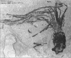 Image result for Isoetes welwitschii