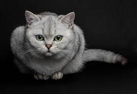 If your cat is eating less but seems to be bulking up, take a trip to the vet, says rocha. Cancer In Cats Elwood Vet