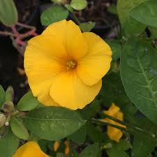 Image result for Reinwardtia indica