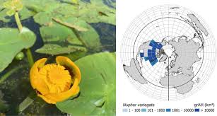 Image result for Limnophila ceratophylloides