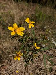 Image result for Bidens flagellata