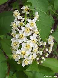 Maybe you would like to learn more about one of these? Prunus Virginiana Chokecherry Minnesota Wildflowers Chokecherry Flower Structure Wild Flowers