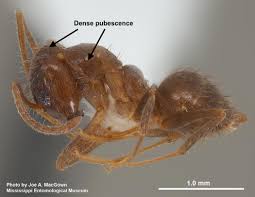 2,508 ant pest control natural products are offered for sale by suppliers on alibaba.com, of which pest control accounts for 34%, insecticide accounts you can also choose from herbal scent, faint scent, and aromatic scent ant pest control natural, as well as from disposable, sustainable, and stocked ant. Managing Tawny Crazy Ants Guidelines For The Pest Management Professional Uga Cooperative Extension