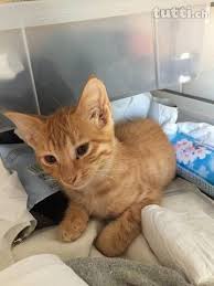 Junge Busi Katzen Abzugeben In Aargau Kaufen Tutti Ch Katzen Katzen Abzugeben Katzenbabys