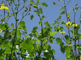 Image result for Eriolaena