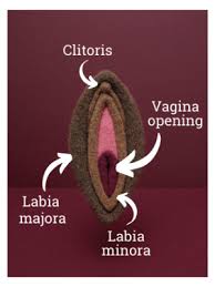 The female reproductive system is one of the most vital parts of the human reproductive process. How To Masturbate If You Have A Vagina Ippf