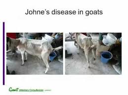 Johne S Disease Goats Raising Goats Vets