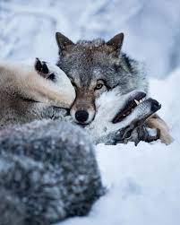 You Always Know Who S In Charge Alpha Wolf Norway Wolflodgenorway Wolf Dog Wolf Photos Wolf Spirit
