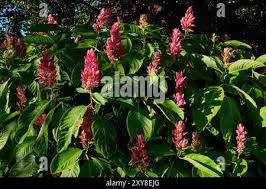 Image result for Erythrococca zambesiaca
