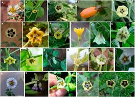 Image result for Physalis lagascae