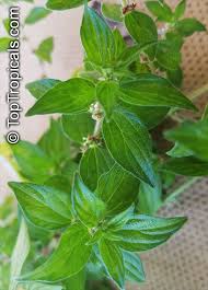 Image result for Spermacoce