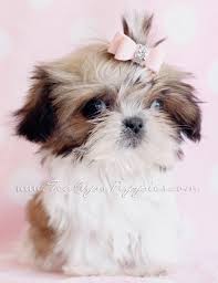 Very nice pictures of shih tzu puppies. Shih Tzu Puppies Puppy Dog Gallery