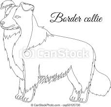 Learn how to draw a cute border collie puppy dog easy, step by step drawing tutorial. Border Collie Dog Outline Border Collie Dog Vector Illustration Canstock