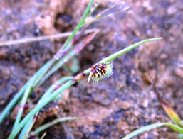 Image result for Lipocarpha micrantha