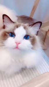 pin on kedi can dir
