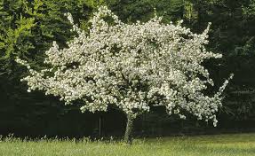 Für kleine vorgärten eignen sich auch säulenformen, z. Apfelbaum Pflanzen Pflegen Und Ernten Mein Schoner Garten