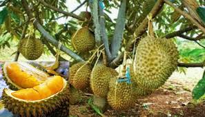 Ini fakta durian musang king kerap menjadi pembanding durian lainnya. Panduan Lengkap Cara Budidaya Durian Musang King Agar Cepat Berbuah Bagi Pemula Faunadanflora Com