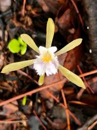 Image result for Nervilia petraea