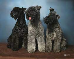 Very wonderful 7 month old female terrier puppy. Kerry Blue Terriers Saw My First Ones At My First Dog Show And They Do Look Blue 3 From Ireland Kerry Blue Terrier Terrier Pet Breeds