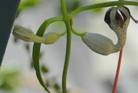 Image result for Ceropegia crassifolia