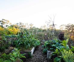 Magnificent Adelaide Garden Grown From Recycled Materials Vegetable Garden Design Edible Garden Garden Inspiration