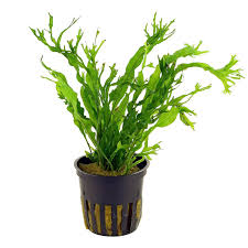 Image result for Microsorum pappei