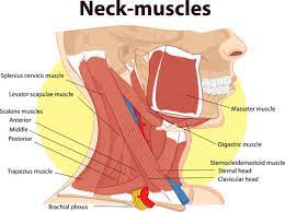 Start studying neck and chest muscles. 38 174 Best Neck Muscles Images Stock Photos Vectors Adobe Stock