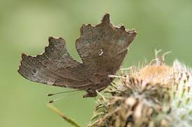 Image result for Polygonia c-album