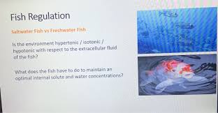 Some main factors about freshwater vs saltwater fish are divided into two sides. Fish Regulation Saltwater Fish Vs Freshwater Fish Is Chegg Com