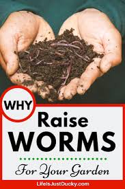 Check spelling or type a new query. Start Raising Worms Naturally Red Wigglers Life Is Just Ducky