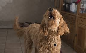Ils (aller) à la rivière. Bruit Des Animaux Et Voisinage Chien Oie Coq Mouton Etc Que Dit La Loi