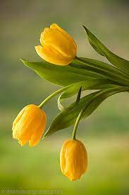Pin On Blooming