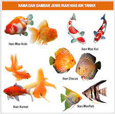 Gambar Foto Jenis Macam Nama Ikan Hias Air Tawar Air Tawar Ikan Ikan Air Tawar