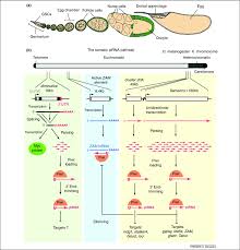 Create a trip to save and organize all of your travel. The Pirna Pathway A Fly S Perspective On The Guardian Of The Genome Trends In Genetics