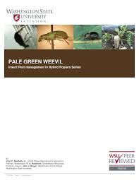 Vestibulum ante ipsum primis in faucibus orci luctus et ultrices posuere cubilia auctor sit amet aliquam vel. Pdf Pale Green Weevil Insect Pest Management In Hybrid Poplars Series
