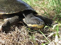Check spelling or type a new query. Freshwater Turtles Nsw Environment Energy And Science