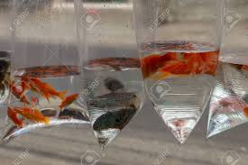 Check spelling or type a new query. Betta Fish Ikan Cupang Sale At The Traditional Market Stock Photo Picture And Royalty Free Image Image 154411576