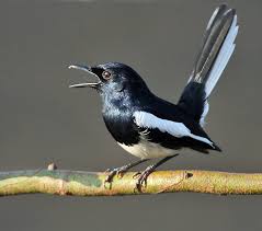 Tips membedakan burung cendet kembang jantan dan betina, burung candet kembang jantan, berwarna itam dari kepala. Burung Murai Kampung Wikipedia Bahasa Melayu Ensiklopedia Bebas