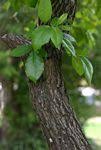 Image result for Diospyros loureiriana
