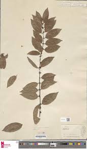 Image result for Salacia leptoclada