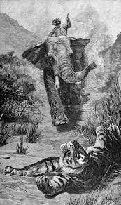 Elephant Charging A Wounded Tiger Stock ...