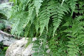 In the pteridophyte phylogeny group classification of 2016 (ppg i), it is the only genus in the family davalliaceae, which is placed in the suborder polypodiineae, order polypodiales. Davallia Space For Life