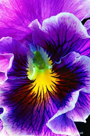 Pin On Naturaleza Y Vida