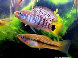 Xiphophorus Birchmanni Xipho Mouton Aquarium Fish Tropical Fish Aquarium Freshwater Aquarium
