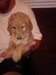 Goldendoodle puppies for sale and dogs for adoption in arizona, az. Golden Retriever Look From Litter Of Goldendoodle Puppies For Sale In Chandler Arizona Classified Americanlisted Com