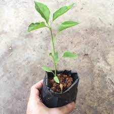 Cara memindahkan anak pokok ke pasu yang lebih besar. Anak Pokok Cili Jambak 7cm 10cm Chili Plant Cekur Pandan Tomato Bayam Brazil Serai Limau Ghost Pepper Chili Shopee Malaysia