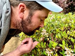 Clara Indian Hawthorn, Rhaphiolepis Indica, India Hawthorn Shrub, Evergreen  Shrub, Evergreen Plant, Live Plants, Live Shrub