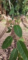 Image result for Ficus virens