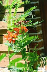 Image result for Crotalaria valida