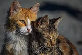 Early detection and diagnosis of cancer can significantly increase your chances of being treated successfully. 10 Signs Your Dog Or Cat May Have Cancer Cedarcrest Animal Clinic